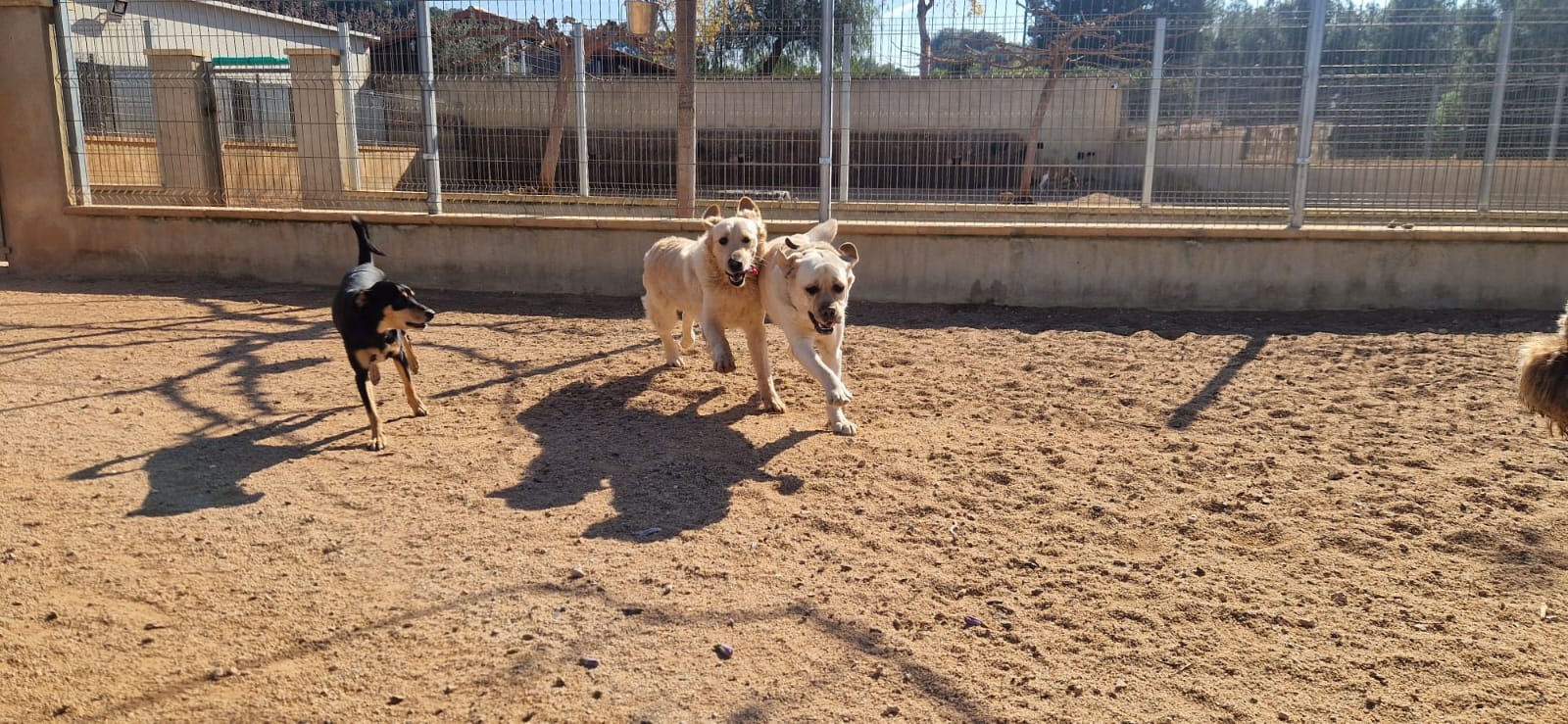 residencia canina sagunto