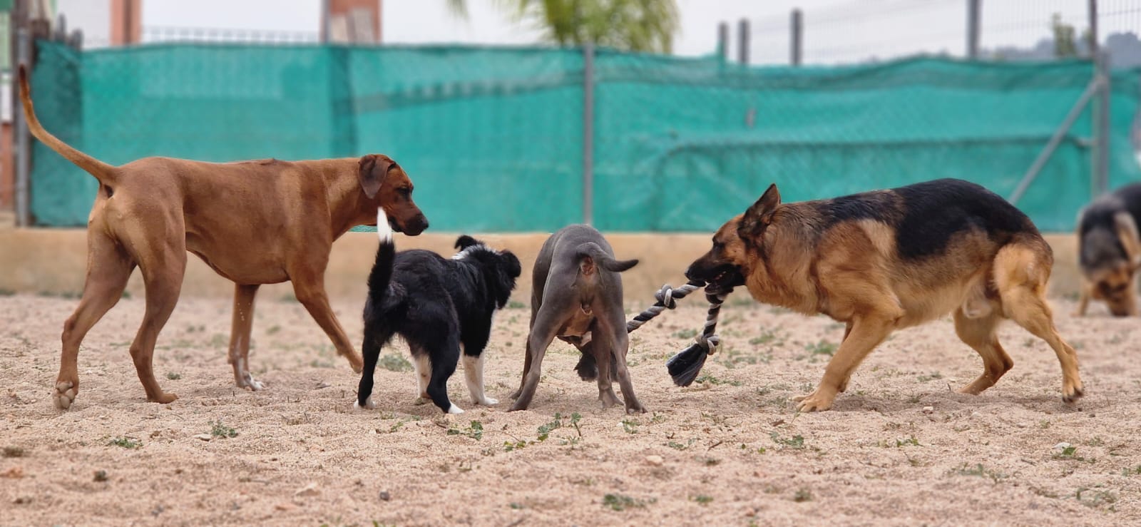 residencia canina
