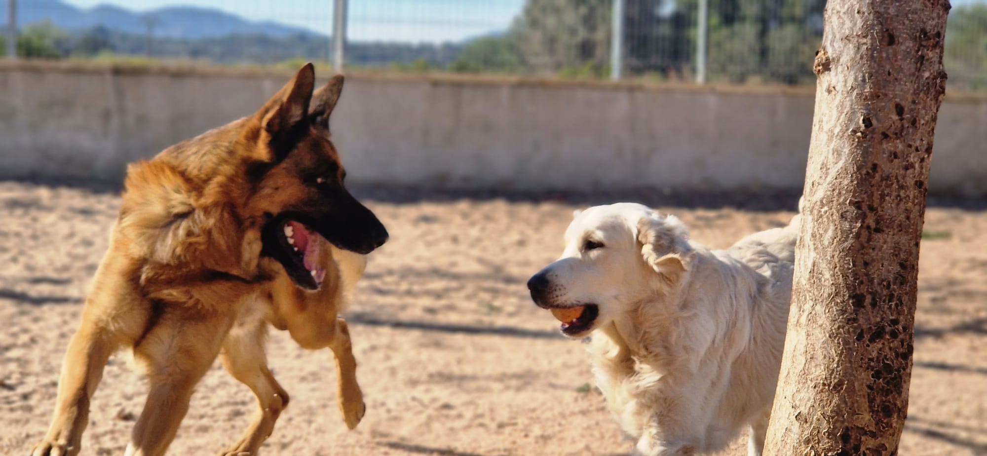 perros residencia