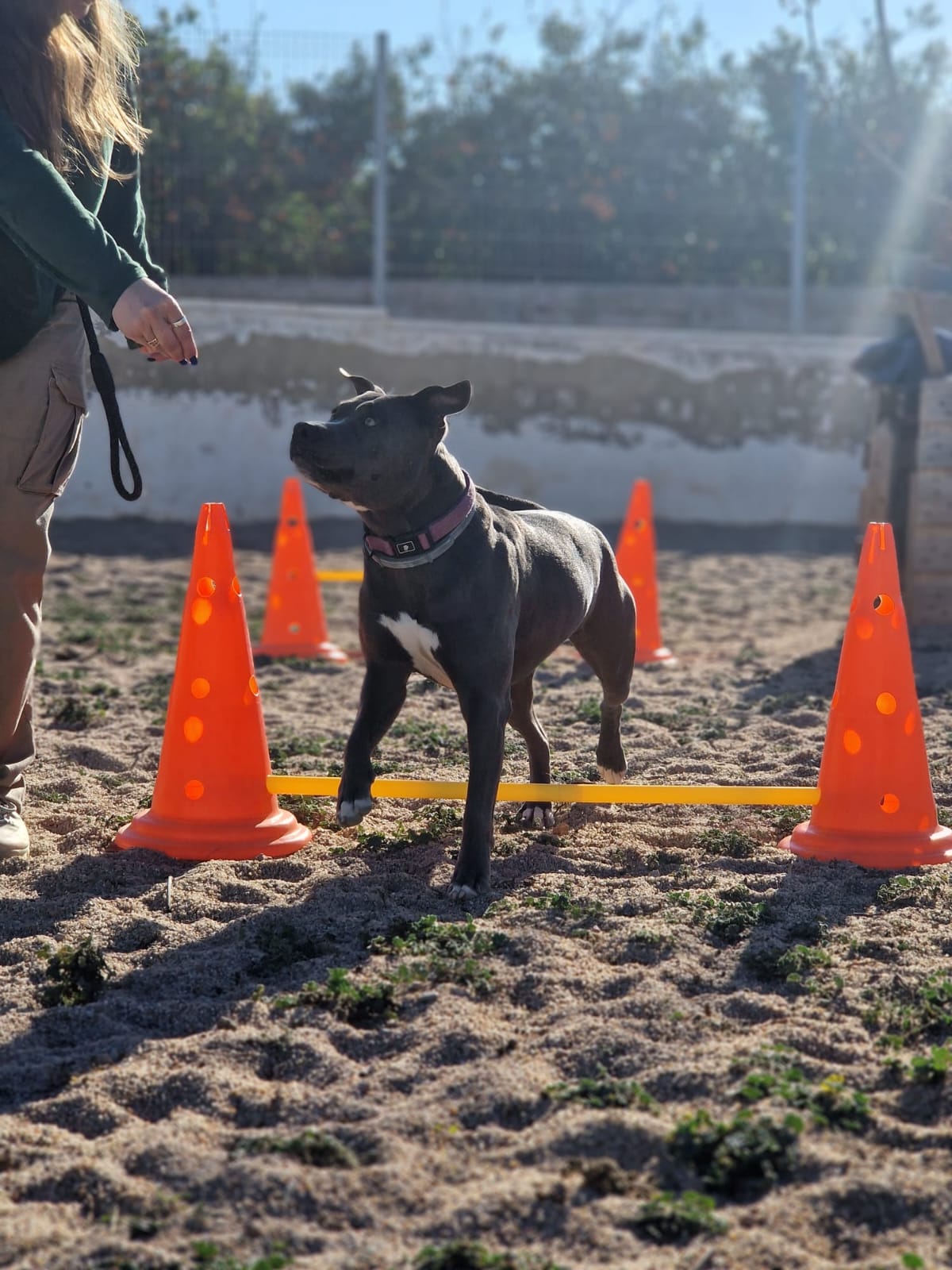 entrenamiento perro